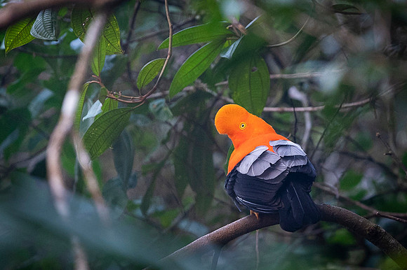 Andean cock-of-the-rock