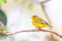 Saffron Finch