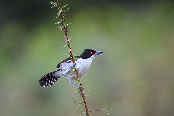 Great Antshrike
