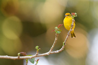 Saffron Finch