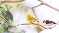 Saffron Finch