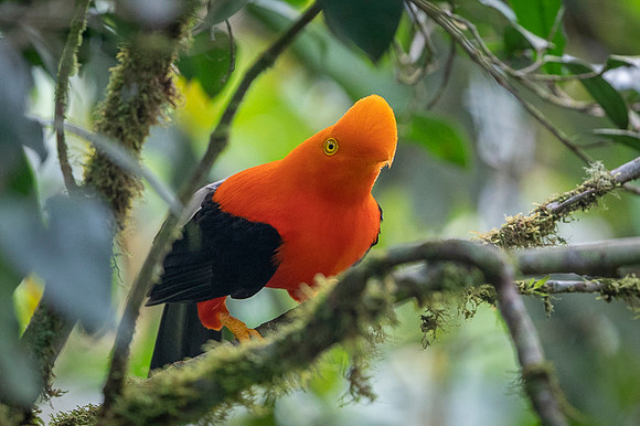 Andean cock-of-the-rock
