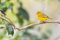 Saffron Finch