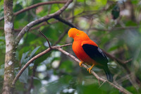 Andean cock-of-the-rock