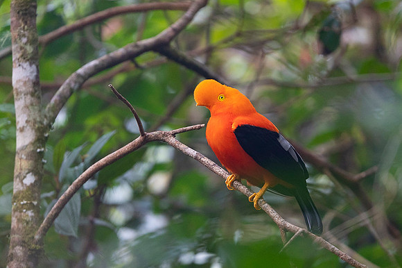 Andean cock-of-the-rock