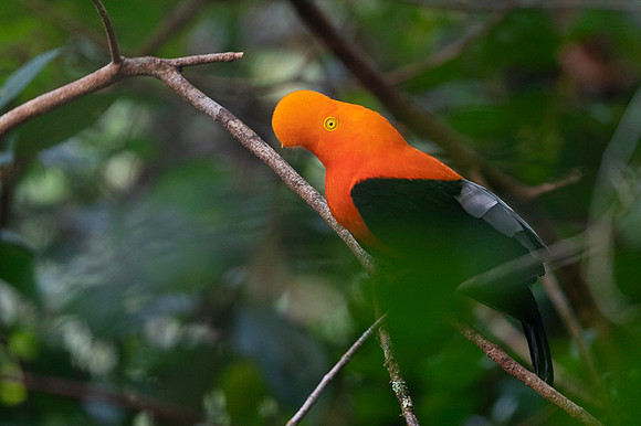 Andean cock-of-the-rock