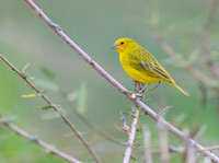 Saffron Finch
