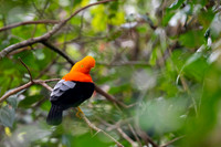 Andean cock-of-the-rock