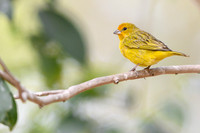 Saffron Finch