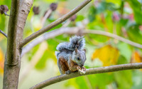 Variegated Squirel