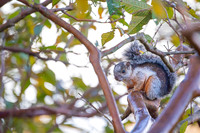 Variegated Squirel