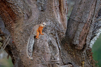 Variegated Squirel