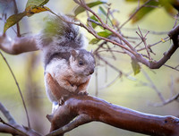 Variegated Squirel
