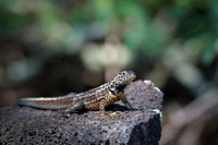 Lizard Galapagos