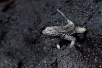 Lizard Galapagos