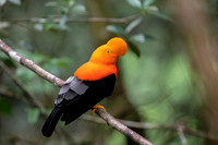 Andean cock-of-the-rock