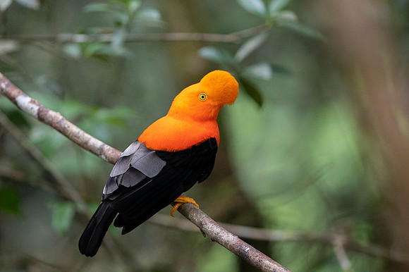Andean cock-of-the-rock