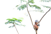 Variegated Squirel