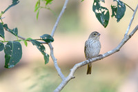 Saffron Finch