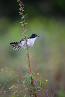 Great Antshrike
