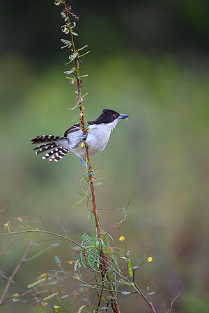Great Antshrike