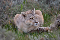 Puma