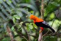 Andean cock-of-the-rock