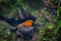 Andean cock-of-the-rock