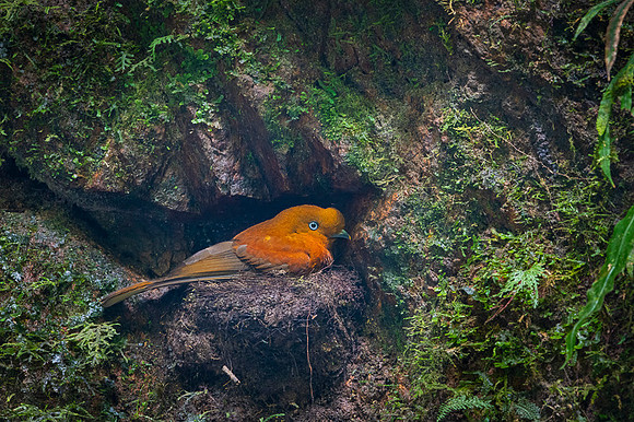 Andean cock-of-the-rock