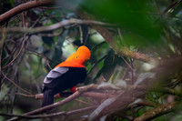 Andean cock-of-the-rock