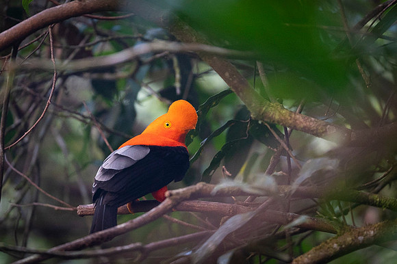 Andean cock-of-the-rock