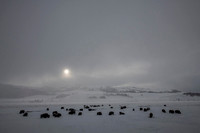 American bison