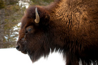 American bison