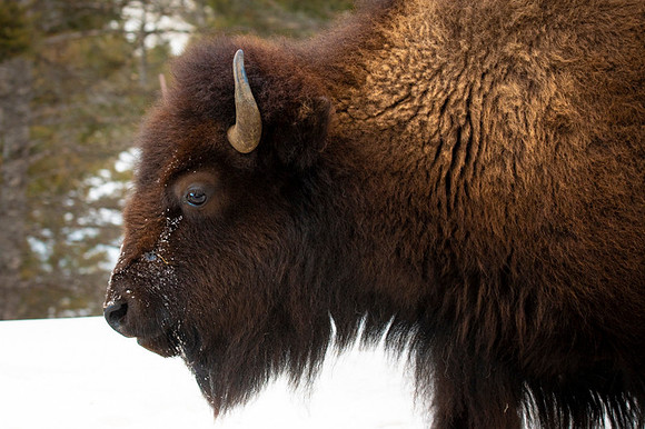 American bison