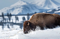 American bison