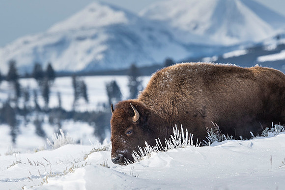 American bison