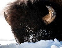 American bison