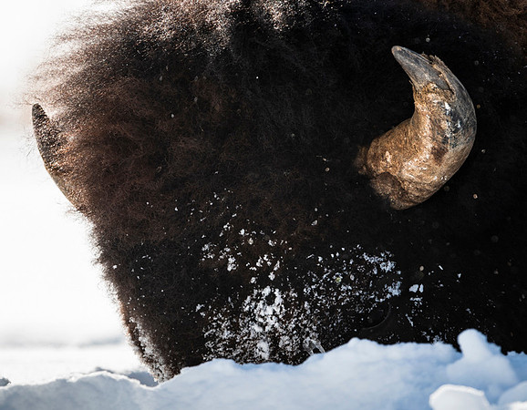 American bison