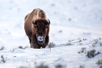 American bison