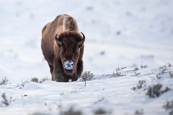 American bison