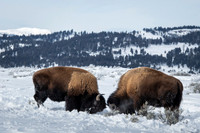American bison