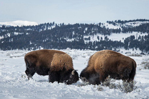 American bison
