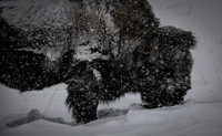 American bison