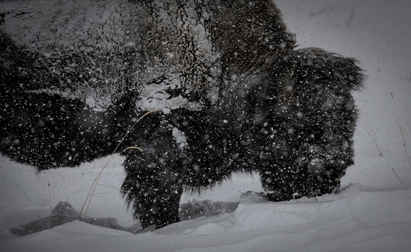American bison