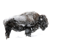 American bison