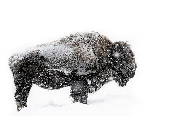 American bison