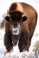 American bison