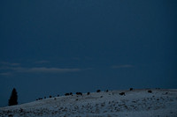 American bison