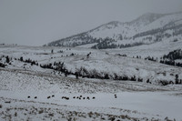 American bison