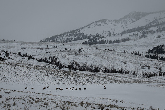 American bison